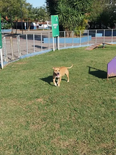 Filhote de cão