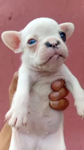 Filhotes de Bulldogue francês disponíveis