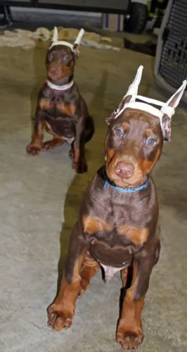 Filhotes de Doberman com pedigree