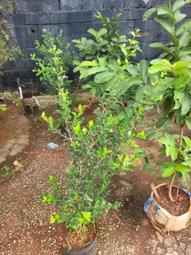 Mudas Frutíferas Enxertadas