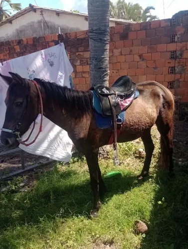 Vendo porda de passada