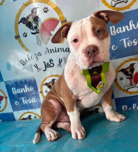 American bully filhote de 7 meses a venda