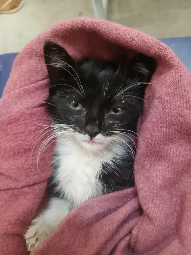 GATA FÊMEA PARA DOAÇÃO/ FILHOTE 
