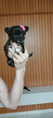 Chiuhauhua machinho e fêmeas micros ,pelinho longo