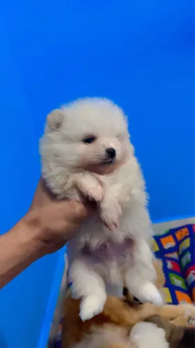 Lulu machinho
