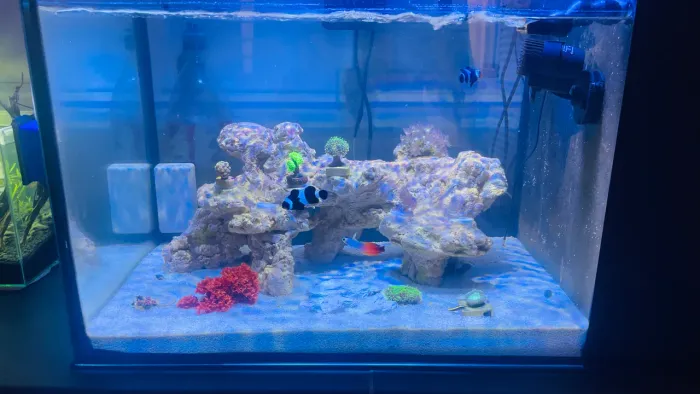 Aquario