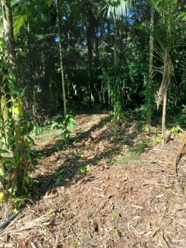 VENDO CHÁCARA SERRA DO MAR