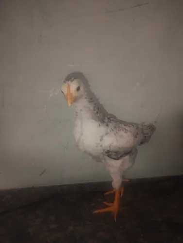 Vendo pintinhos caipira