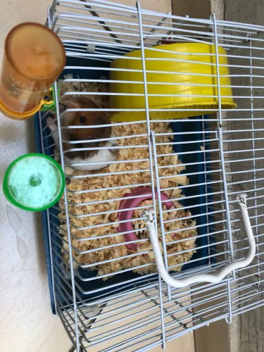 Hamster sírio