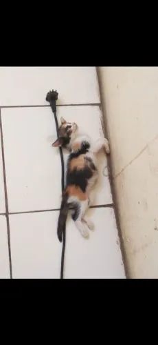Adoção de gata fêmea contato: *