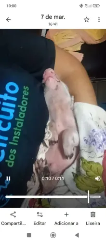 Porcos para criação ou abate, corte