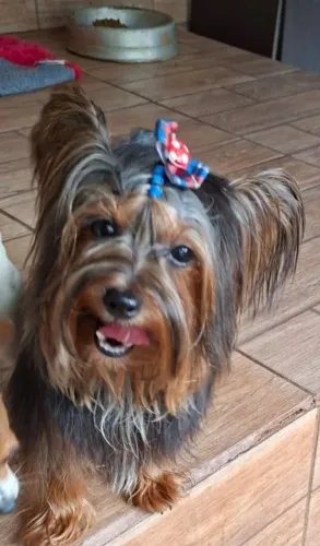Cachorro 