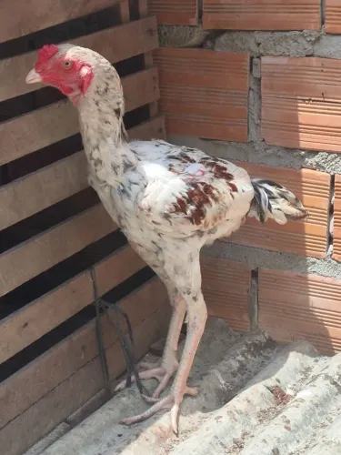 frango mura moura galo