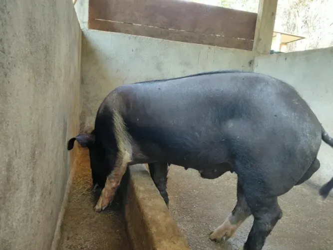Porco Barrão
