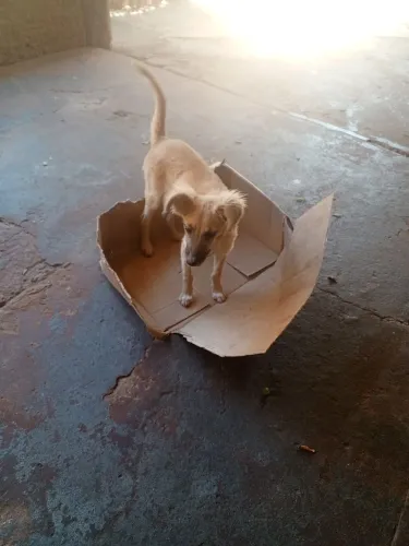 Doação de cadelinha