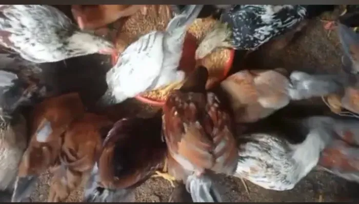 Galinhas caipira limpa