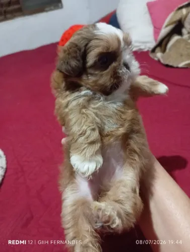 Shitzu feminha pequenininha