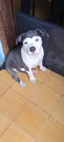 American Bully