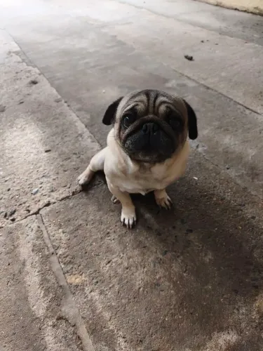 Pug macho 
