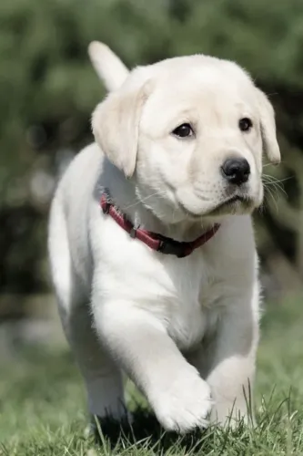 Filhotes De Labrador - Ganhe Um Amor Incondicional!