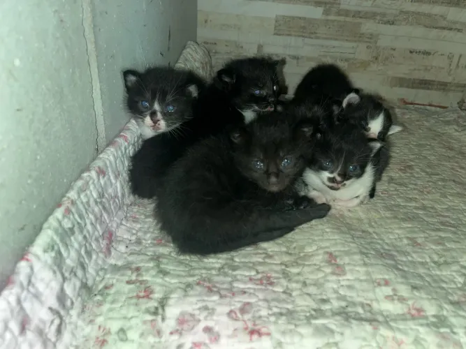 Filhotes de Gatinhos pra doação