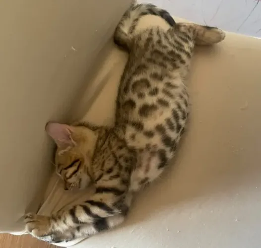 Filhotes de Gato Bengal (Bengala) com Pedigree - Criados em Família
