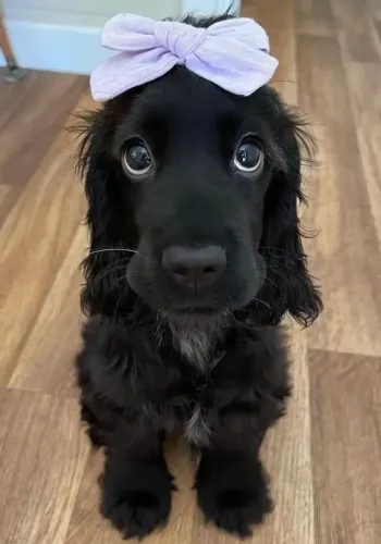 Filhote de Cocker spaniel o amigo de quatro patas que conquista a primeira vista