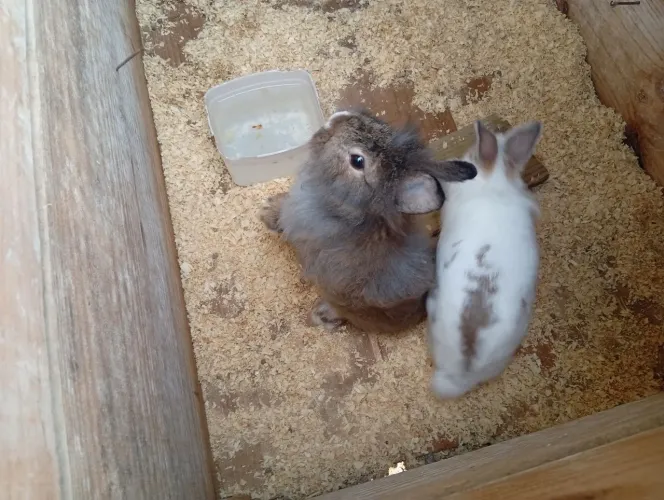 Coelhos Lyon
