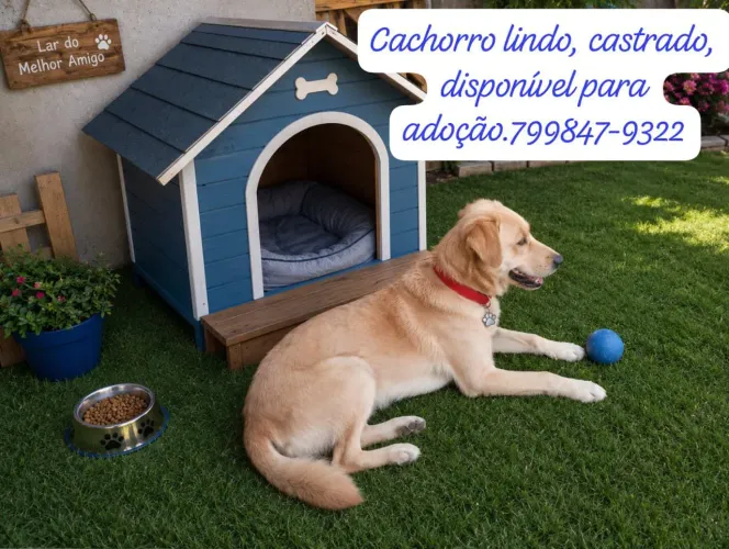 Animais para adoção!