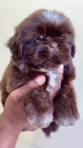 Filhote de shih tzu