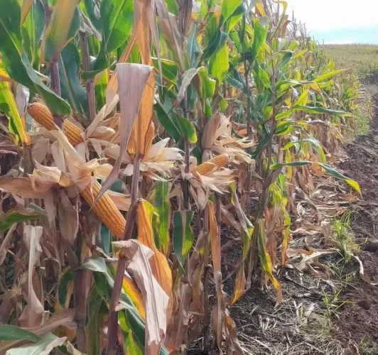 Fazenda à venda na região noroeste do Paraná