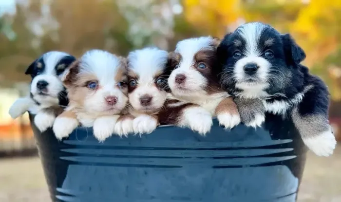 Filhoets de Border Collie | Filhotes carinhosos demais.