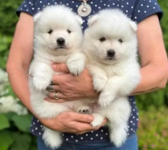 Lulu da Pomerânea Filhotes Anões.