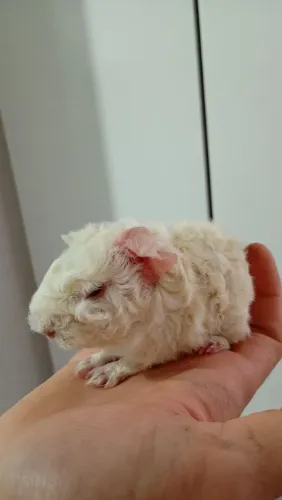 Porquinhos da índia criatório malagutti