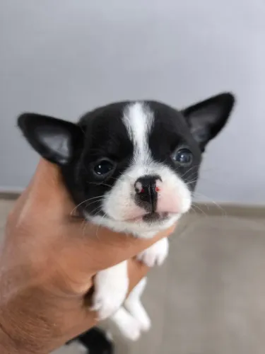 Chihuahua macho,pelo curto a venda 
