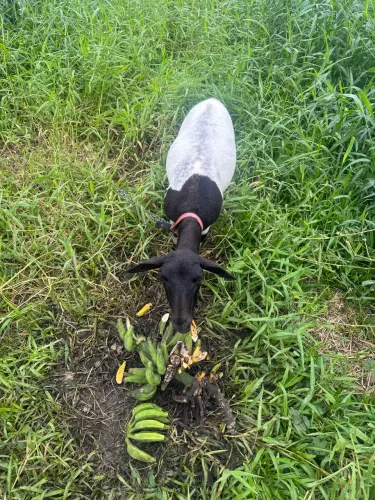 Caneiro / ovelha