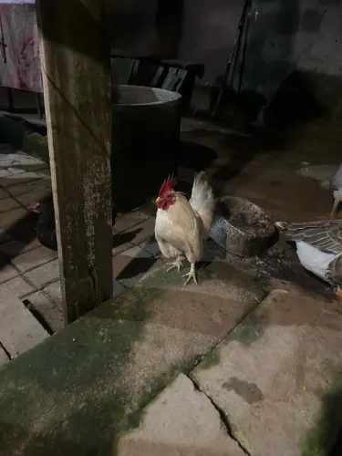 Mini Galinha De Raça Branca 