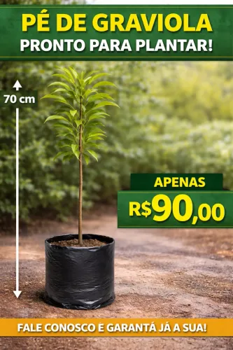 Pé de Graviola