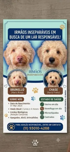Mini Goldendoodle irmãos inseparáveis 