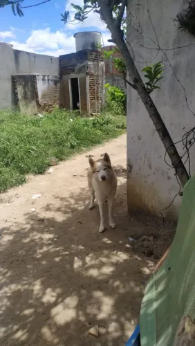Husky siberiano macho 
