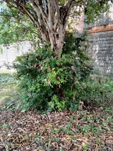 Vendo chácara em Aracas município de Capim Branco MG 