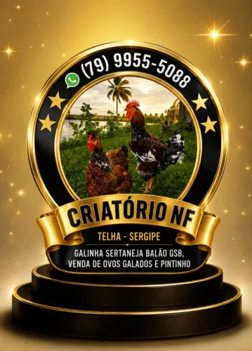 Vendo pintos e ovos gsb balão pura