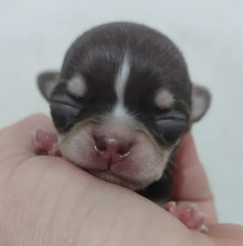 chihuahua pelo longo 