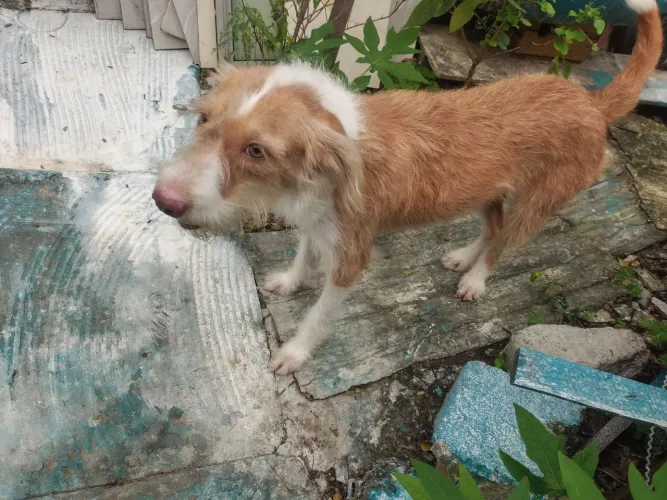 Doação de cachorra