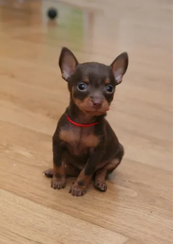 Filhotes De Pinscher - Um Filhotinho Para Completar Sua Família