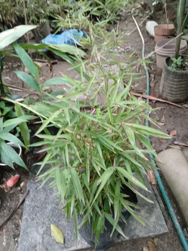 Mudas de bambu natural. Pequeno porte