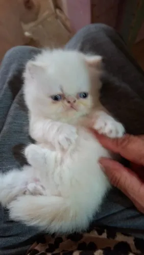 Gatinho persa