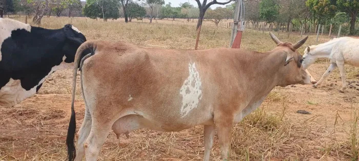 Vaca Jersey