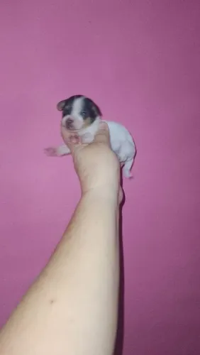 Pinscher zerinho exótico