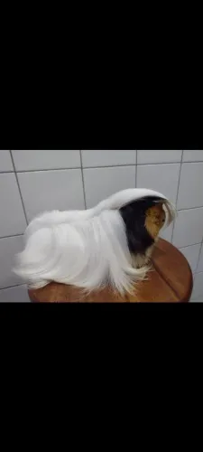 Porquinho Peruano filhotes